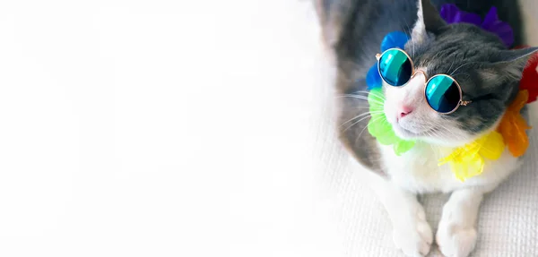Visão Superior Retrato Gato Extravagante Usando Óculos Sol Retro Deitado — Fotografia de Stock