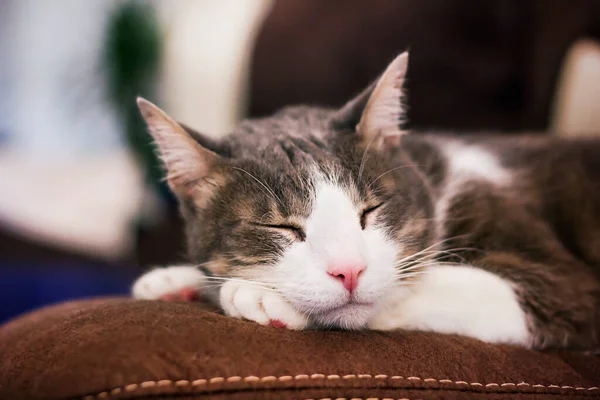 Красивая Домашняя Кошка Спит Диване — стоковое фото