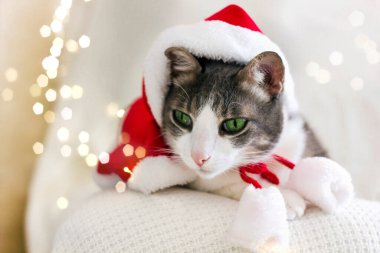 Evcil kedi, Noel Baba şapkalı beyaz-kırmızı bir ceket giyiyor. Beyaz arka planda yatan kedinin Noel ışıkları bokeh. Evcil hayvan konseptli Noel atmosferi