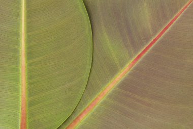 Yeşil Magnolia, yakın plan doku arkaplanını terk ediyor