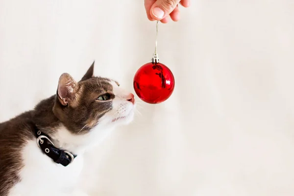 Серовато Белая Домашняя Кошка Нюхает Красный Рождественский Шар Светлом Фоне — стоковое фото