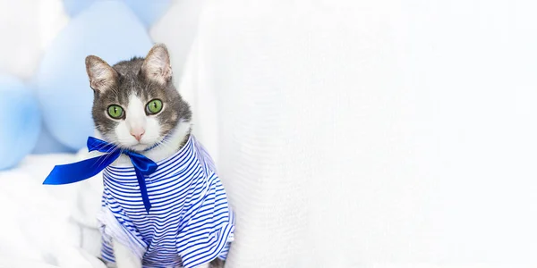 Engraçado Triste Adulto Doméstico Branco Cinza Gato Vestindo Marinheiro Superior — Fotografia de Stock