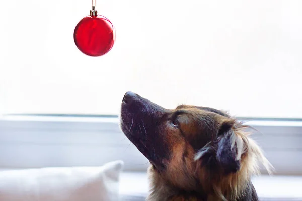 Black-brown mongrel dog head looking on red christmas ball. Domestic xmas dog. Merry xmas and happy new year with your pet.