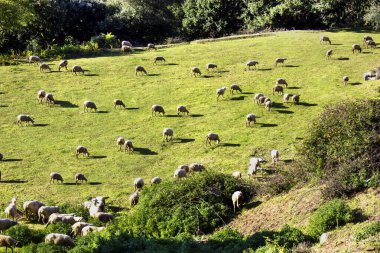 Kırsal alanda gökyüzü arka planına sahip yeşil bir tarlada koyun sürüsü. Doğal manzara. Sakinlik ve sessizlik. Doğa yürüyüşü. Yeşil Tepe 'de Koyun Otlatıyor