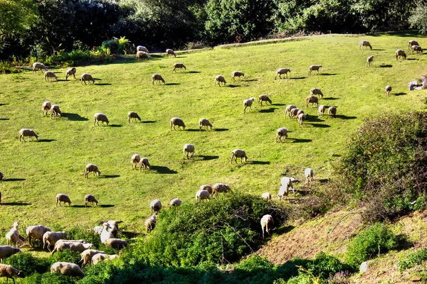 Rebaño Ovejas Campo Verde Con Fondo Cielo Estilo Rural Paisaje — Foto de Stock