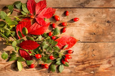 Şenlikli, parlak bir sonbahar arka planı olgun köpek gülü meyveleri eski ahşap bir masa üzerinde kırmızı ve yeşil yapraklarla karalamak için, kart.