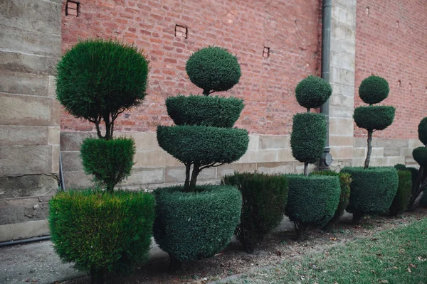 Des Plantes Jardin Avec Des Formes Boule Sur Fond Mur — Photo