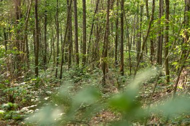 Ağaçları ve kuru yaprakları olan bir orman.