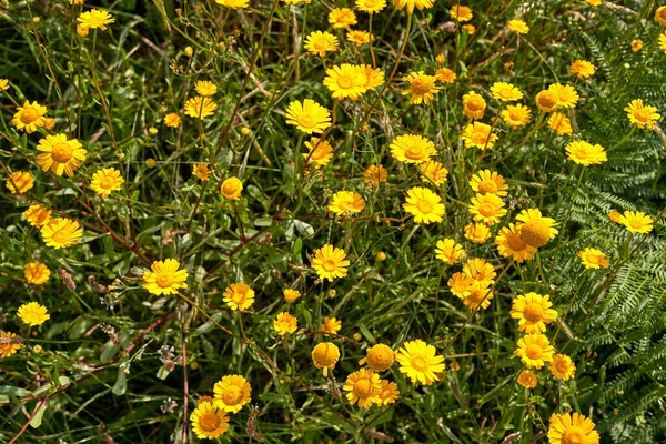 Yeşil arka planı olan sarı papatyalar.
