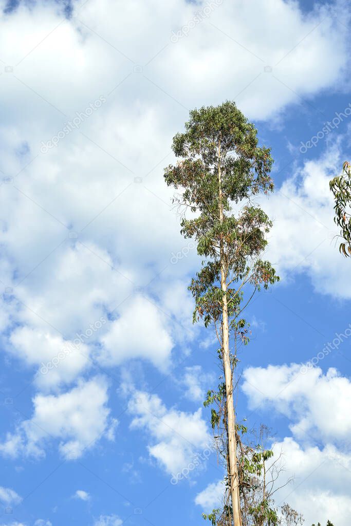 tree with sky and clouds background