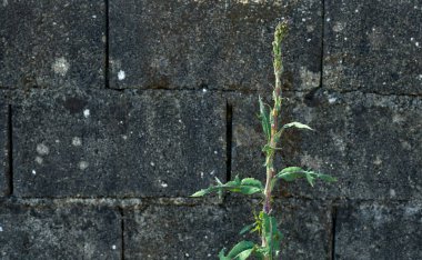 Gri duvar arkaplanı olan yeşil bitki