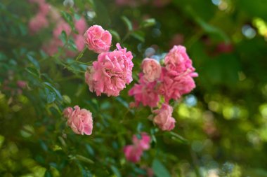 Odaklanmamış yeşil arka plana sahip pembe çiçekler