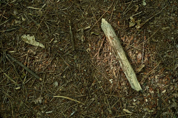 Dalları ve yaprakları olan orman zeminine yapış.