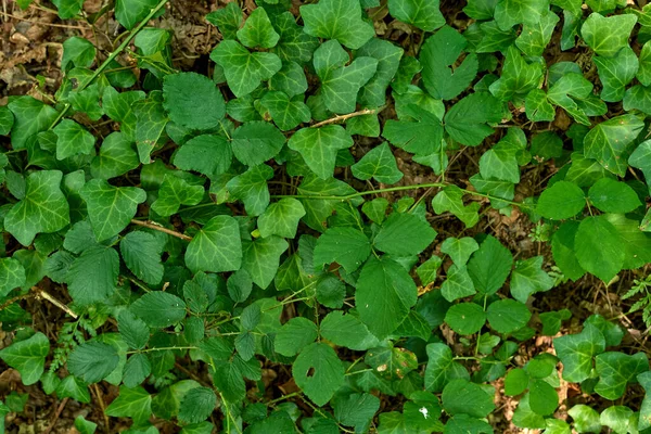 Texture Green Ivy Leaves Field — Stock Photo, Image