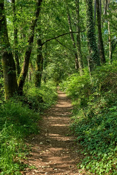 Ormanın ortasında ağaçlarla kaplı toprak yol.