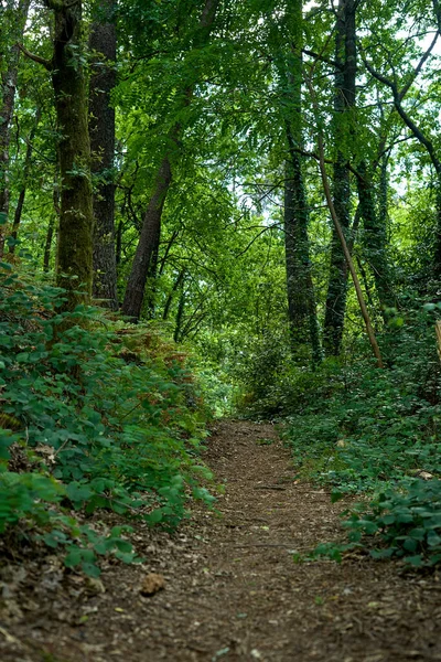 Strada Sterrata Attraverso Mezzo Della Foresta Con Alberi — Foto Stock