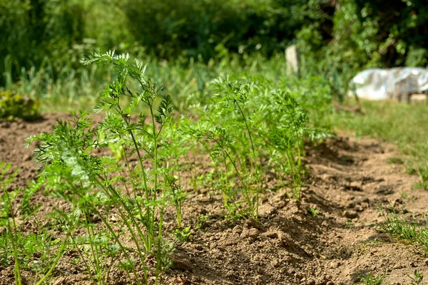 sebze ve bitkilerle dolu organik bahçe