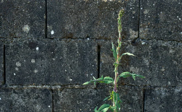 Grüne Pflanze Mit Grauem Wandhintergrund — Stockfoto