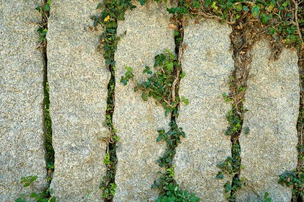 Πέτρινος Τοίχος Κισσό Προεξέχει Από Τις Ρωγμές — Φωτογραφία Αρχείου