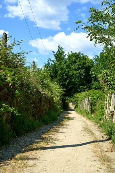 Strada Sterrata Attraverso Mezzo Della Foresta Con Alberi — Foto Stock