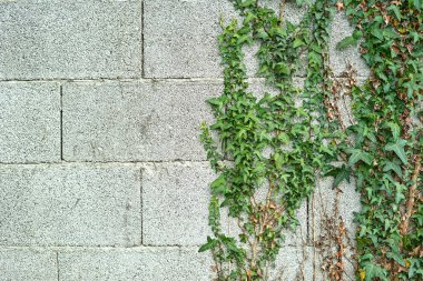 Sarmaşık büyüyen duvar