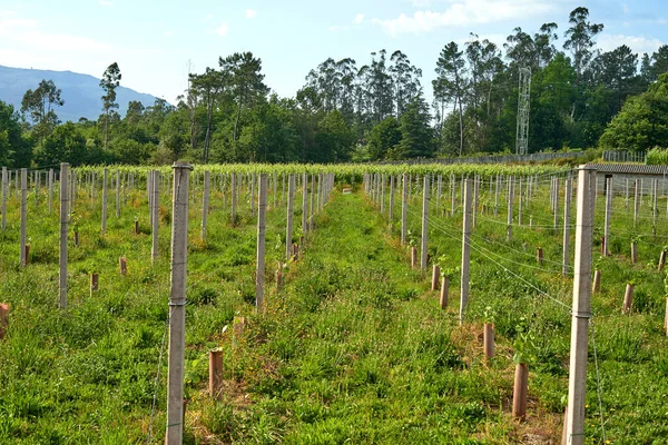 Sıraya dizilmiş taş direkleri olan çiftlik