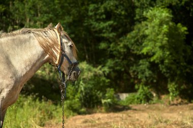 Beyaz at çayırda yemek yiyor.