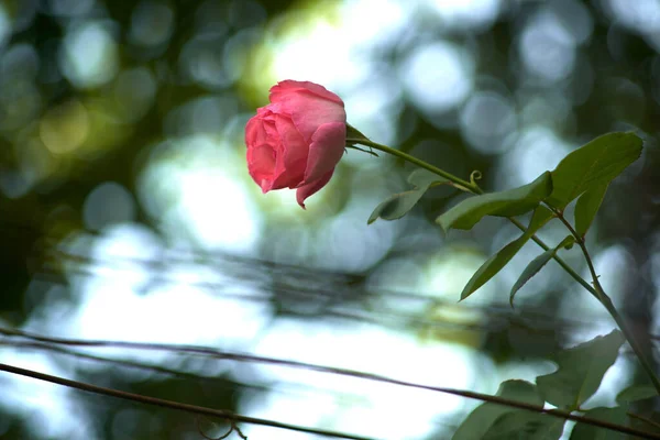 Rosa Fundo Verde Com Folhas — Fotografia de Stock