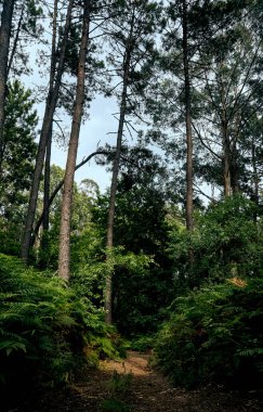 Ağaçlar ve dağlarla kaplı Galiçya toprak yolu