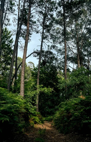 Paesaggio Galiziano Strada Sterrata Con Alberi Montagne — Foto Stock