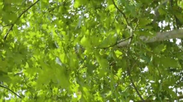 Hojas Roble Verde Con Rotación — Vídeo de stock