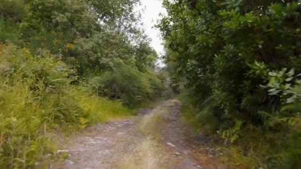 Promenade dans la forêt avec végétation verte