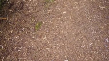 Ormandaki ağaçların tepelerine doğru eğil.