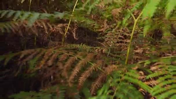 fougères vertes et sèches avec zoom