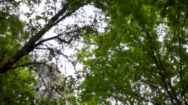 Paysage Vert Avec Vue Sur Les Feuilles — Video