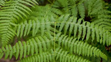 yeşil ve kuru eğrelti otları