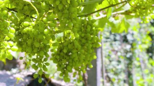 Unripened Grapes Hanging Vine Leaves — Stock Video