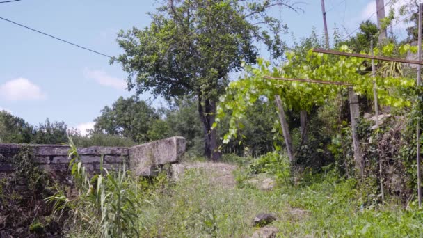 Krajina Kde Můžete Vidět Vinice Strom Zeď — Stock video