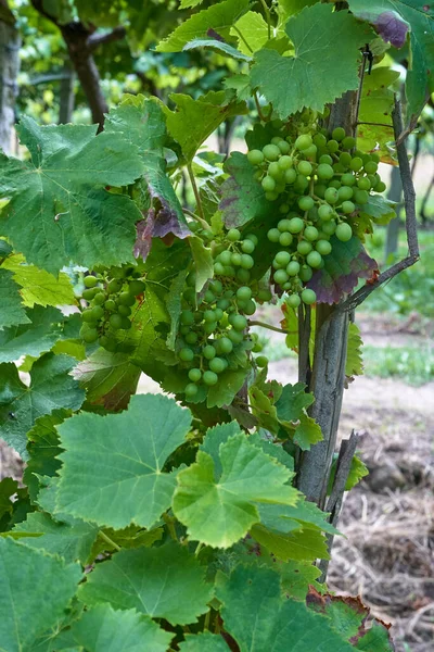 Uvas Não Amadurecidas Penduradas Vinha Com Folhas — Fotografia de Stock