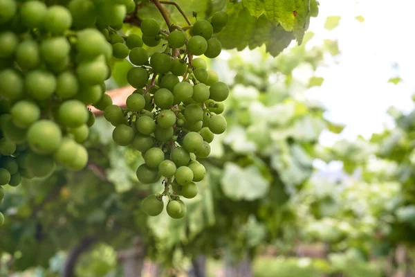 Uvas Não Amadurecidas Penduradas Vinha Com Folhas — Fotografia de Stock