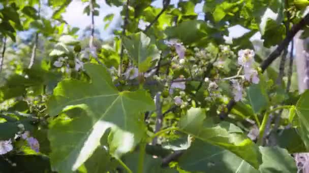 Flor Lila Con Fondo Verde — Vídeo de stock