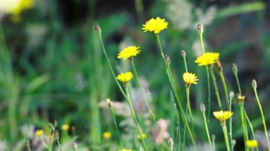 Yeşil arka planı olan beyaz ve sarı papatyalar.
