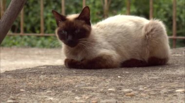 Bulanık arka planda siyah yüzlü beyaz kedi
