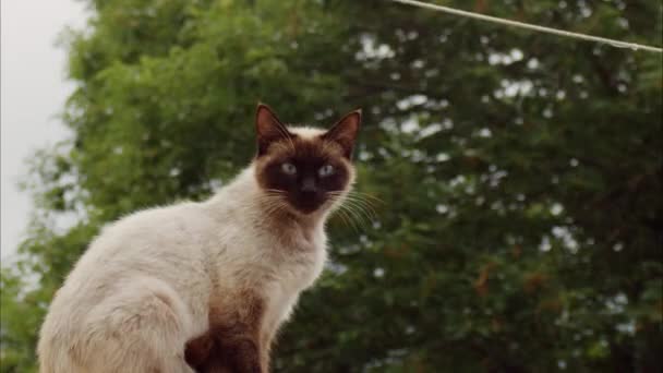 Vit Katt Med Svart Ansikte Suddig Bakgrund — Stockvideo