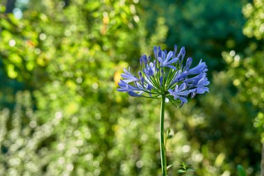 Yeşil arka planı olan leylak çiçeği