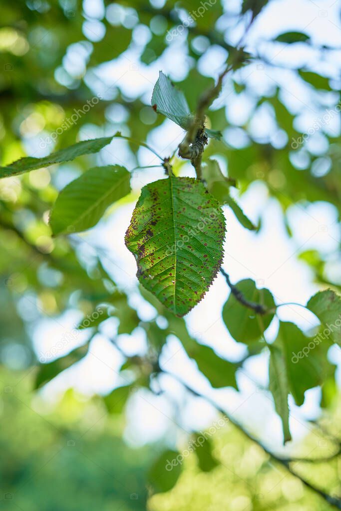 green leaf with green and blue background