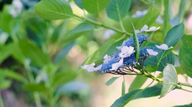 Yeşil arka planı olan beyaz ve sarı papatyalar.