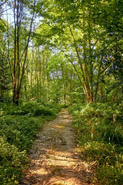 Ormanın ortasında yürü.
