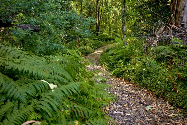 Spaziergang Mitten Wald — Stockfoto