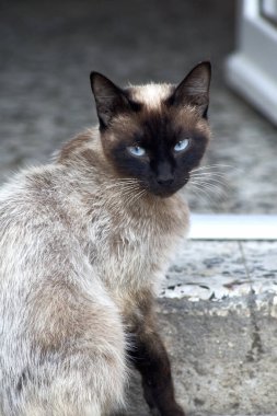 Siyah yüzlü, kulaklı, beyaz sokak kedisi.